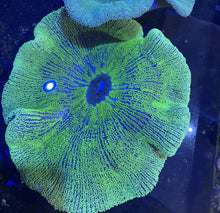 Load image into Gallery viewer, XXXL Ultra Green Carpet Anemone Coral for Marine Aquariums pre order