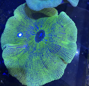 XXXL Ultra Green Carpet Anemone Coral for Marine Aquariums pre order
