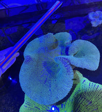 Load image into Gallery viewer, XXL Green Carpet Anemone Coral For Marine Aquariums pre order