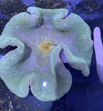 XXL Green Carpet Anemone Coral For Marine Aquariums pre order