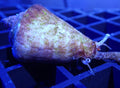 Strawberry Conch (CUC) Clean up crew