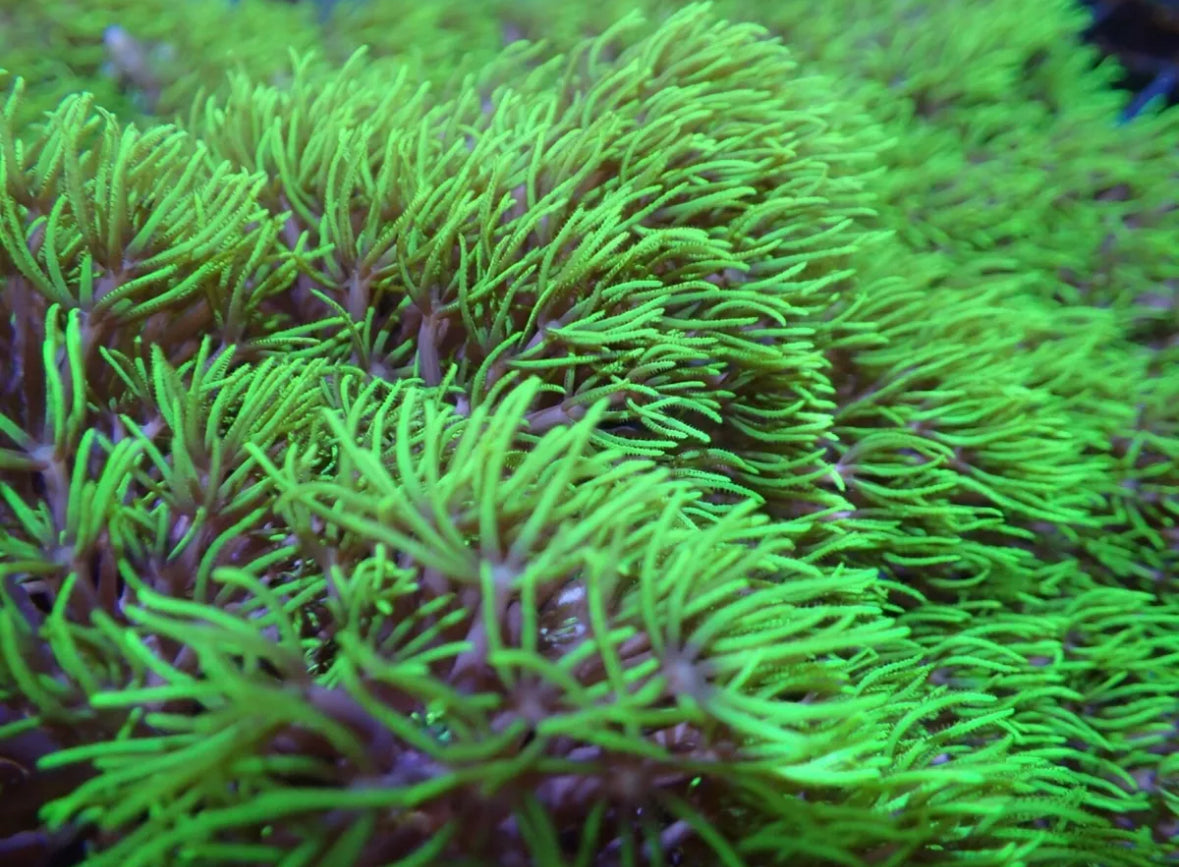 Branching Extreme Ultra Green Coral Frag For Marine Aquariums