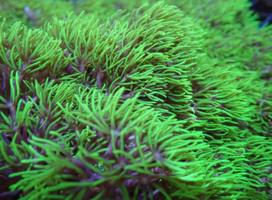 Branching Extreme Ultra Green Star Polyps Cut Ideal for gluing to back glass