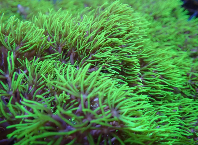 Branching Extreme Ultra Green Star Polyps Cut Ideal for gluing to back glass