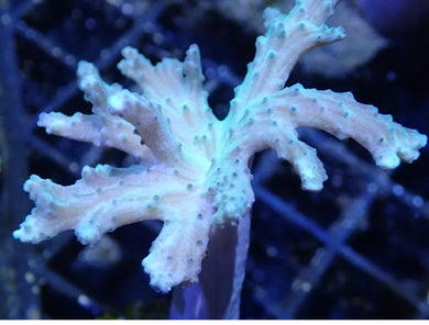 Green Leather Coral Frag For Marine Aquariums