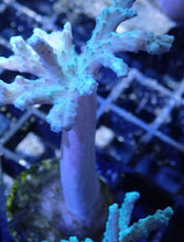 Load image into Gallery viewer, Green Leather Coral Frag For Marine Aquariums