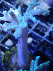 Green Leather Coral Frag For Marine Aquariums
