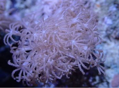 Xenia Pom Pom Coral Frag For Marine Aquarium