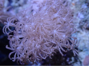 Xenia Pom Pom Coral Frag For Marine Aquarium