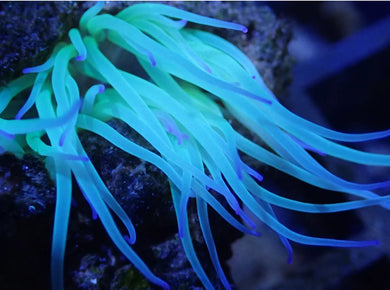 Vey Small Ultra Green And Blue Tip Anemone