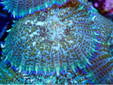 Fancy Green Striped And Blue Tip Mushroom Coral Leaf For Marine Aquariums