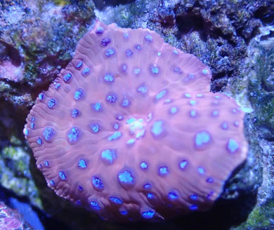 Red With Blue Spots Speckled Mushroom Coral For Marine Aquariums