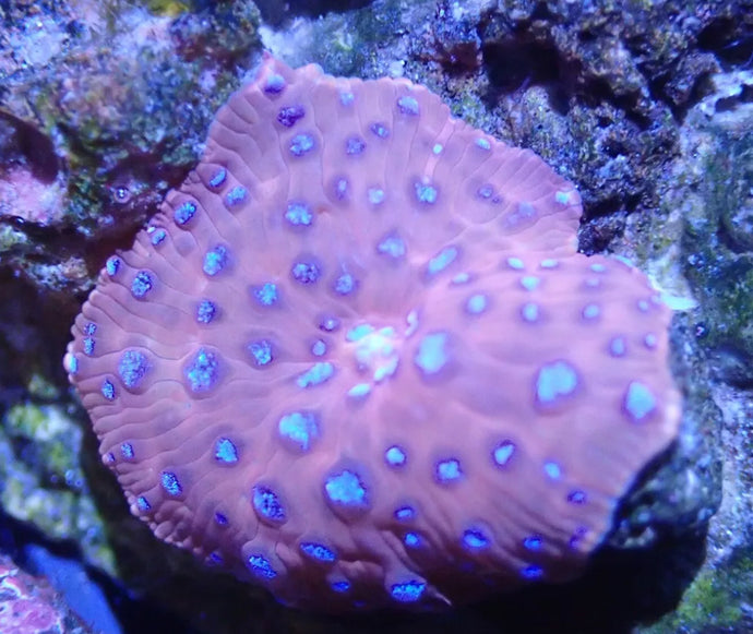 Red With Blue Spots Speckled Mushroom Coral For Marine Aquariums