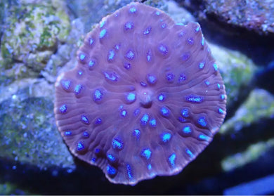 Red And Blue Speckled Mushroom Coral Leaf For Marine Aquariums