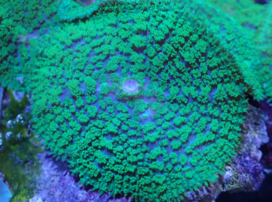 Ultra Toxic Green Mushroom Coral Leaf For Marine Aquariums