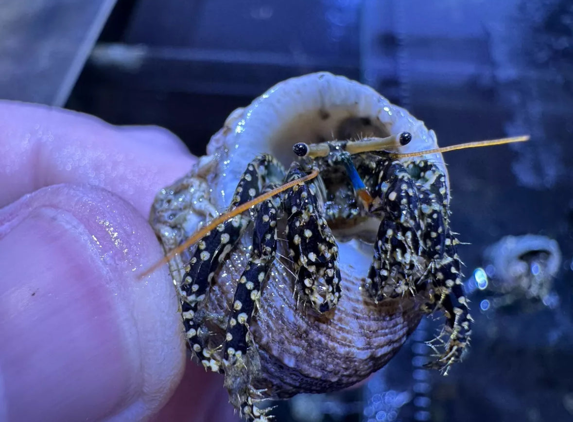 Yellow Spotted Leg Hermit Crab Large PAGURUS SPECIES For Marine Aquariums (CUC)