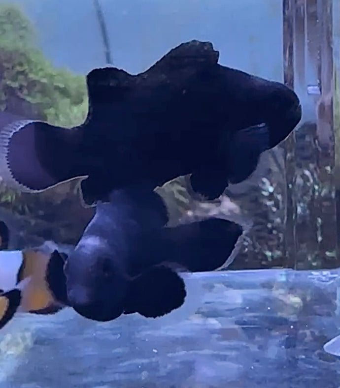 Midnight Clownfish Tank Bred