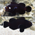 Domino Clownfish Tank Bred