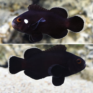 Domino Clownfish Tank Bred