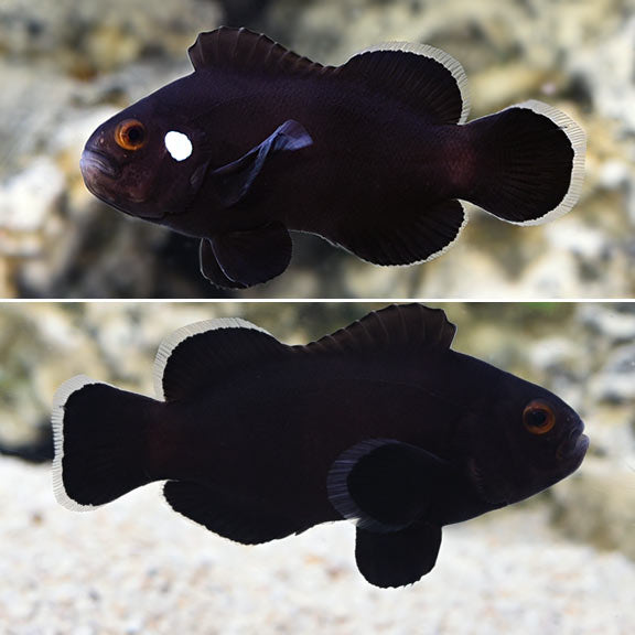 Domino Clownfish Tank Bred