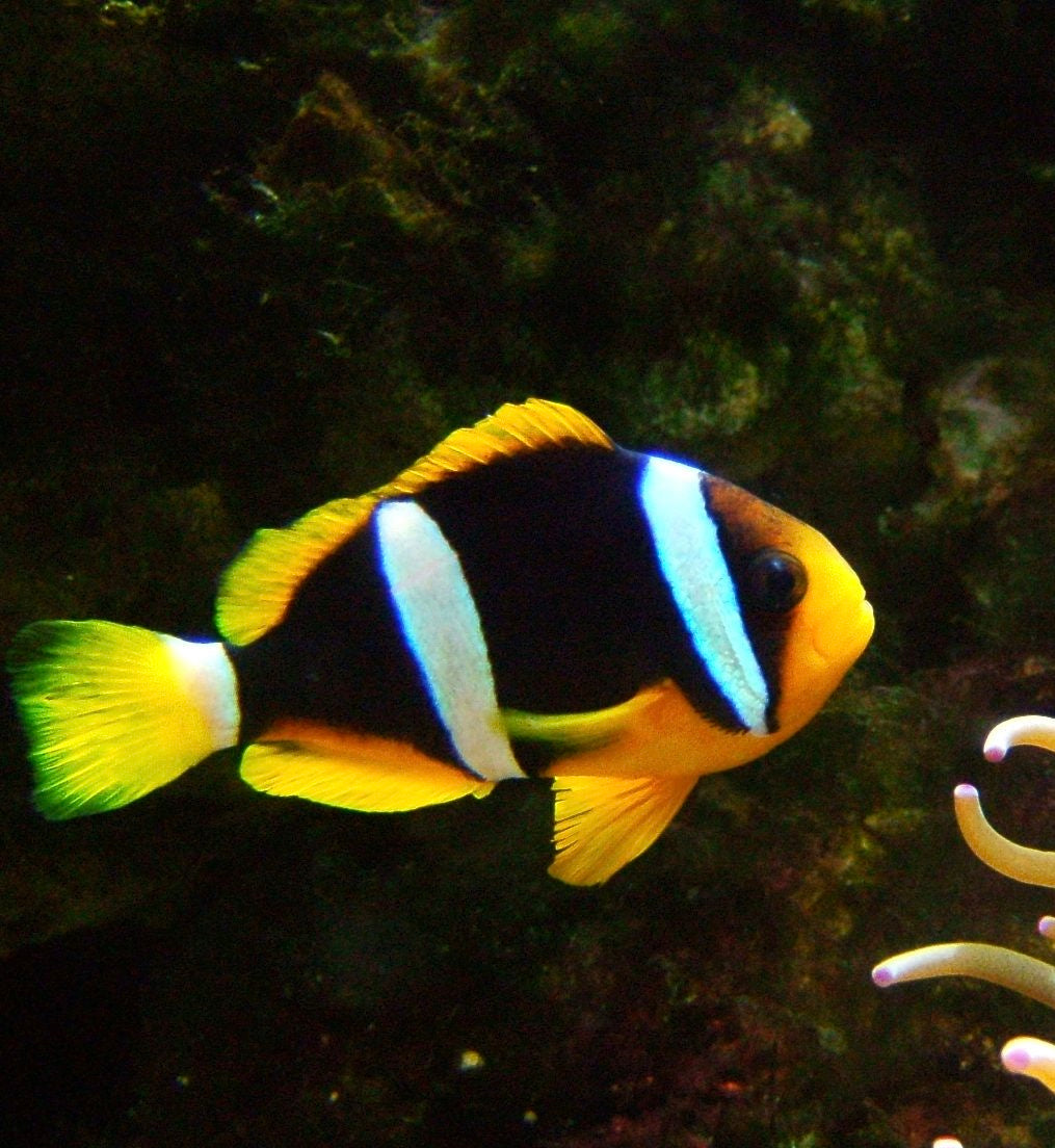 Australian Clarks Clownfish