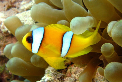 Yellow Type Clarks Clownfish (Clarkii)
