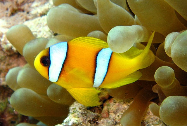 Yellow Type Clarks Clownfish (Clarkii)