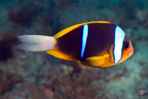 Allardi Clownfish
