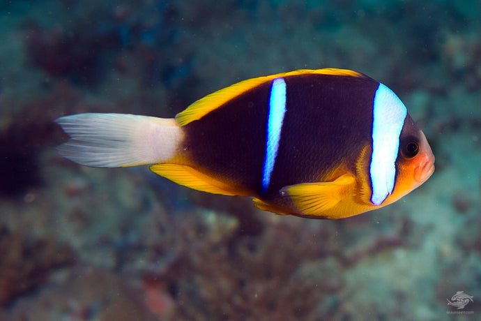 Allardi Clownfish
