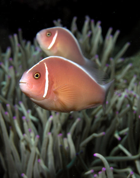 Pink Skunk Clownfish Tank Bred