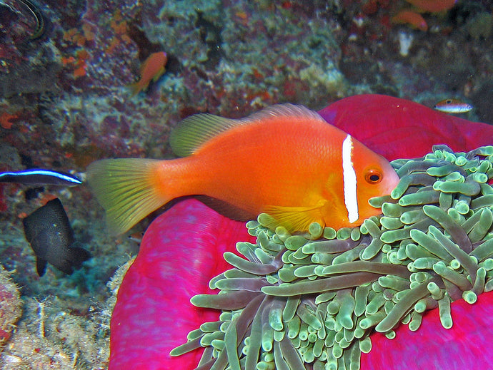 Maldives Clownfish Tank Bred