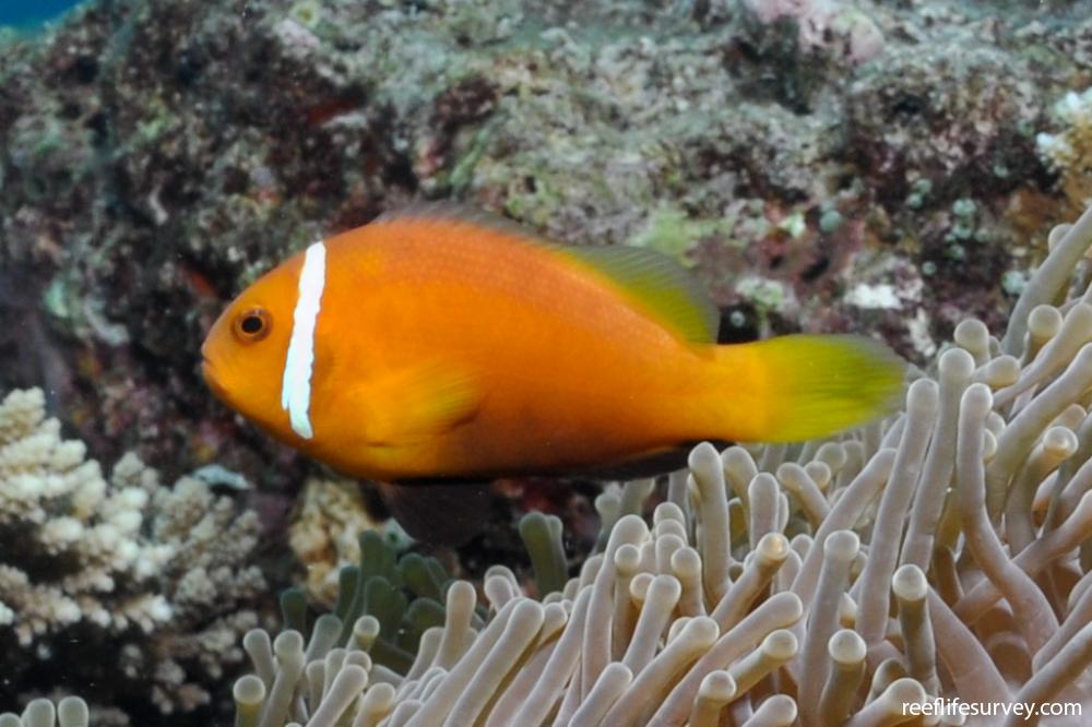 Maldives Clownfish Tank Bred