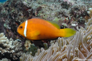 Maldives Clownfish Tank Bred