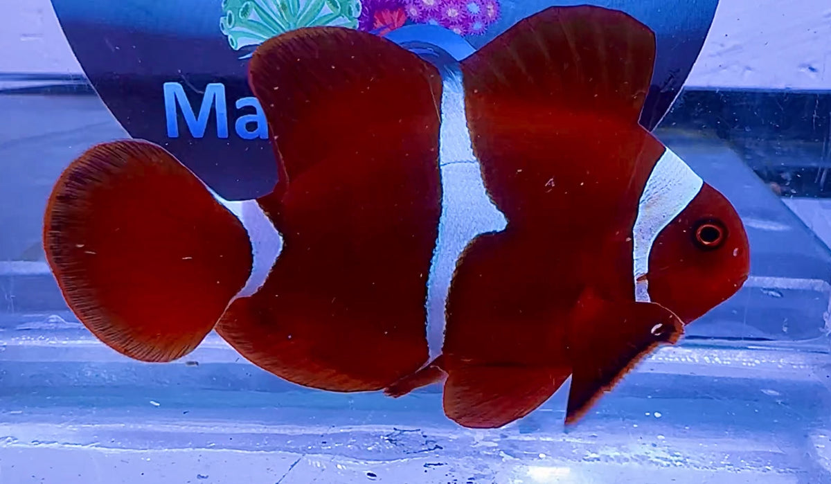 Maroon Clownfish Large female Tank Bred