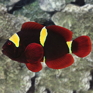Gold Stripe Maroon Clownfish, Tank Bred