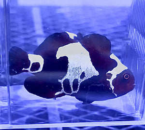 Lightening Maroon Clownfish Tank Bred