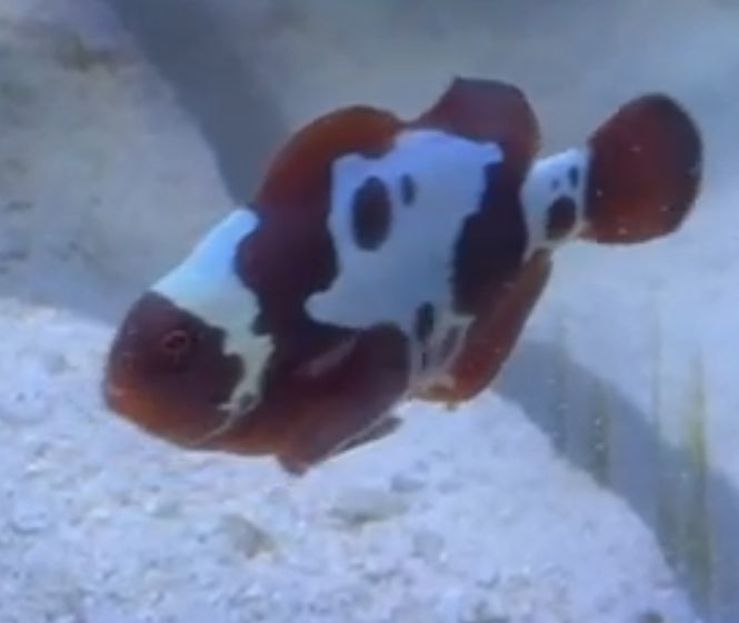 Lightening Maroon Clownfish Tank Bred