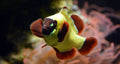 Gold Nugget Clownfish Tank Bred