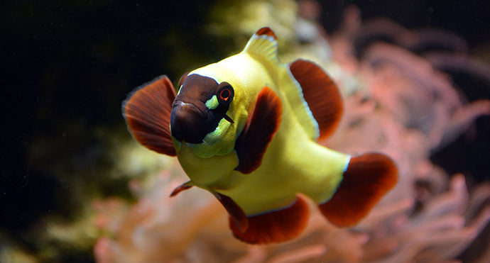 Gold Nugget Clownfish Tank Bred