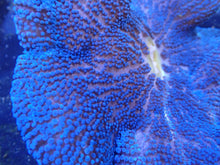 Load image into Gallery viewer, Royal Blue Carpet Anemone Coral