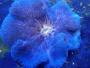 Royal Blue Carpet Anemone Coral