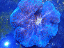 Load image into Gallery viewer, Royal Blue Carpet Anemone Coral