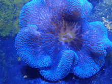 Load image into Gallery viewer, Royal Blue Carpet Anemone Coral