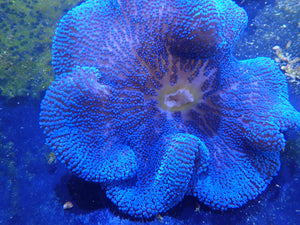 Royal Blue Carpet Anemone Coral