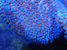 Load image into Gallery viewer, Royal Blue Carpet Anemone Coral