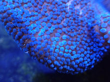 Load image into Gallery viewer, Royal Blue Carpet Anemone Coral