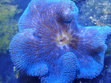 Load image into Gallery viewer, Royal Blue Carpet Anemone Coral