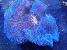 Load image into Gallery viewer, Royal Blue Carpet Anemone Coral