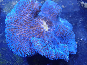 Royal Blue Carpet Anemone Coral