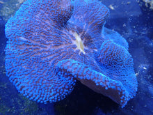 Load image into Gallery viewer, Royal Blue Carpet Anemone Coral